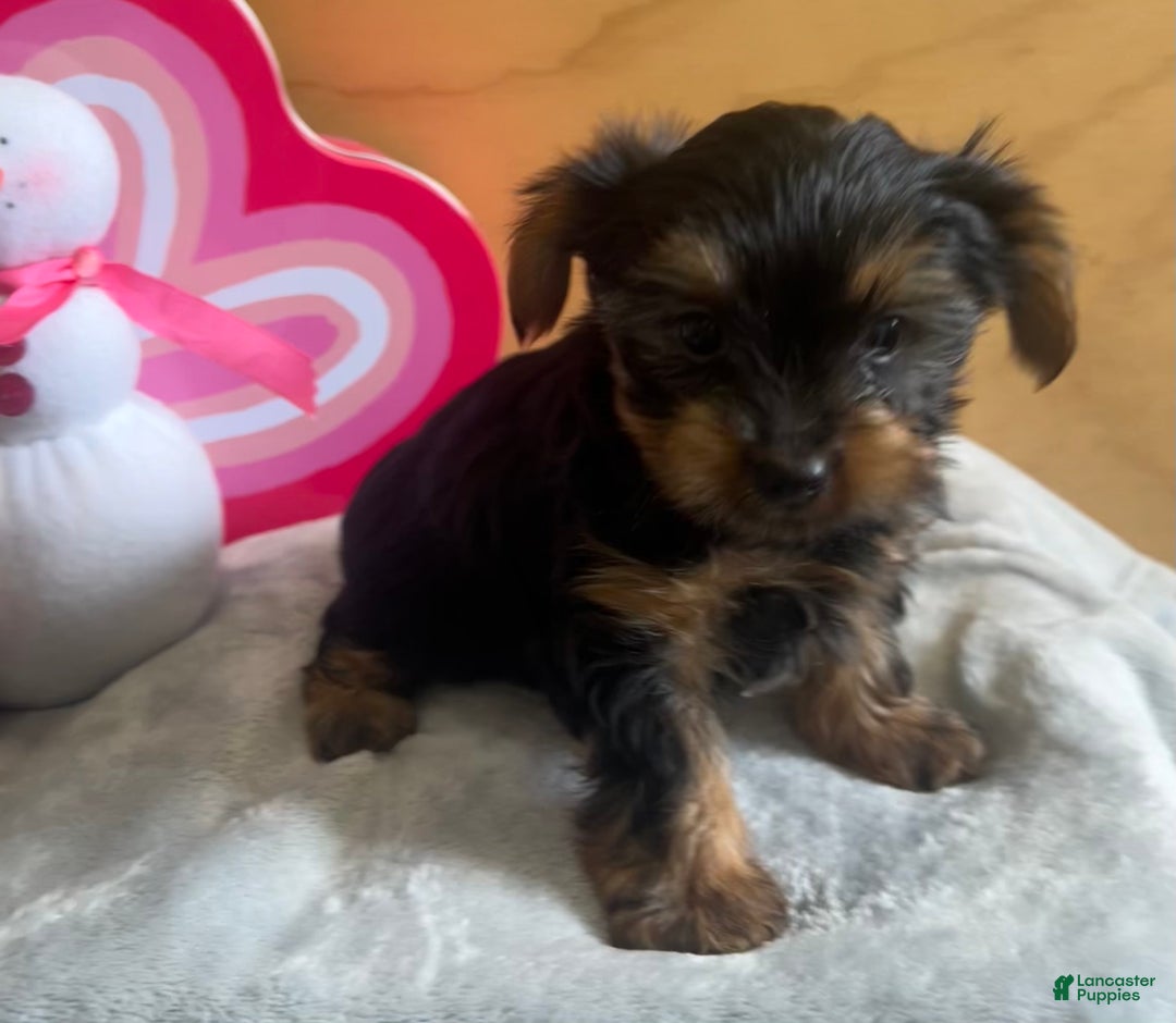 Yorkshire Terrier dogs for sale: Luca - Ad 1