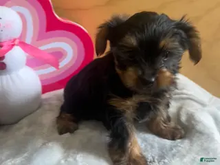 Yorkshire Terrier dogs Luca - Ad 12