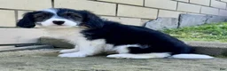 Mini Aussiedoodle dogs for sale: Champ - Ad 4