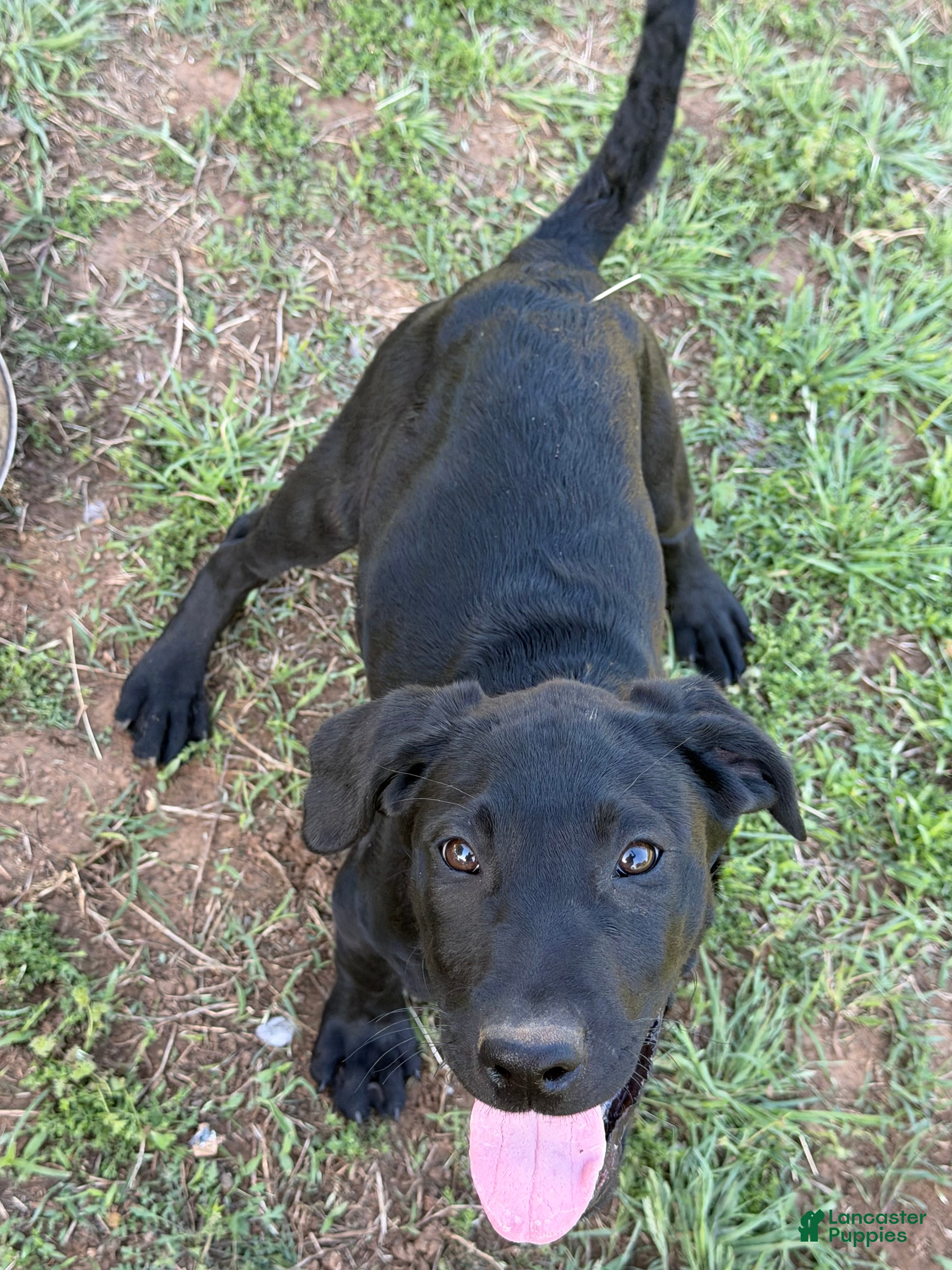 Labrador Retriever dogs Labrador Retriever Puppy 3 - Ad 12