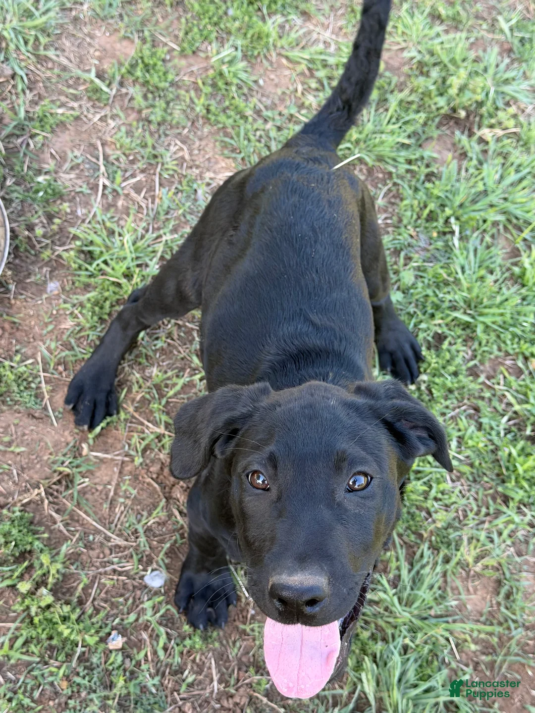 Labrador Retriever dogs for sale: Labrador Retriever Puppy 3 - Ad 1