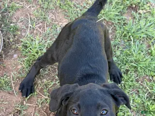 Labrador Retriever dogs Labrador Retriever Puppy 3 - Ad 12