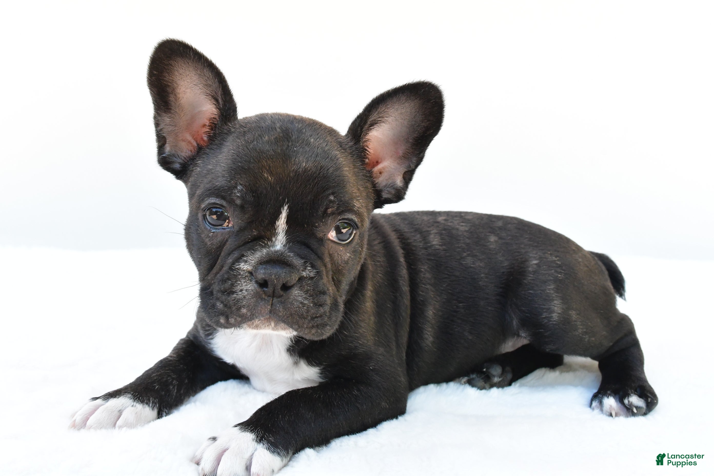 Frenchton dogs Blaze  - Ad 1