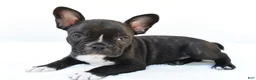 Frenchton dogs for sale: Blaze  - Ad 1