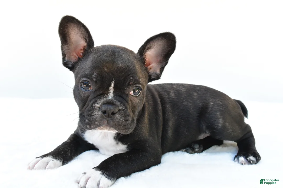 Frenchton dogs for sale: Blaze  - Ad 1