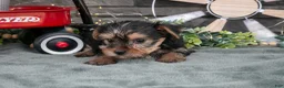 Yorkshire Terrier dogs for sale: Bebe - Ad 2
