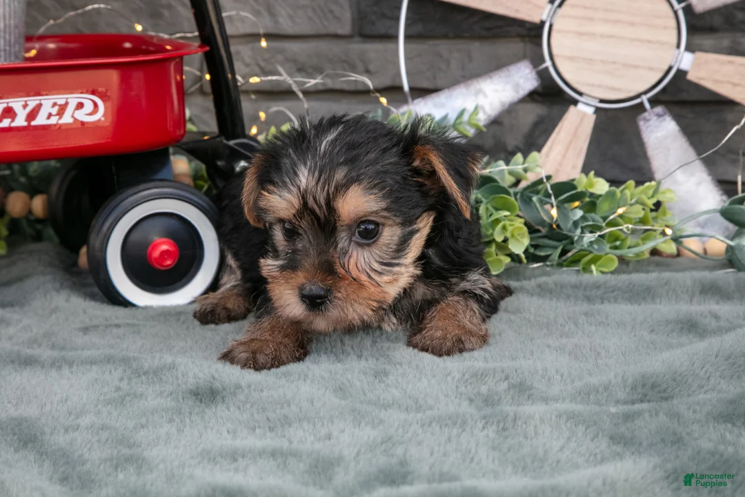 Yorkshire Terrier dogs for sale: Bebe - Ad 2