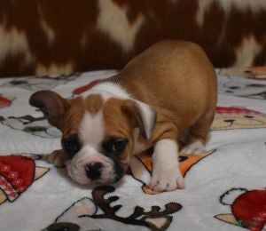 French Bulldog dogs INDY, FAWN & WHITE, MALE - Ad 13