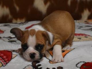 French Bulldog dogs INDY, FAWN & WHITE, MALE - Ad 38