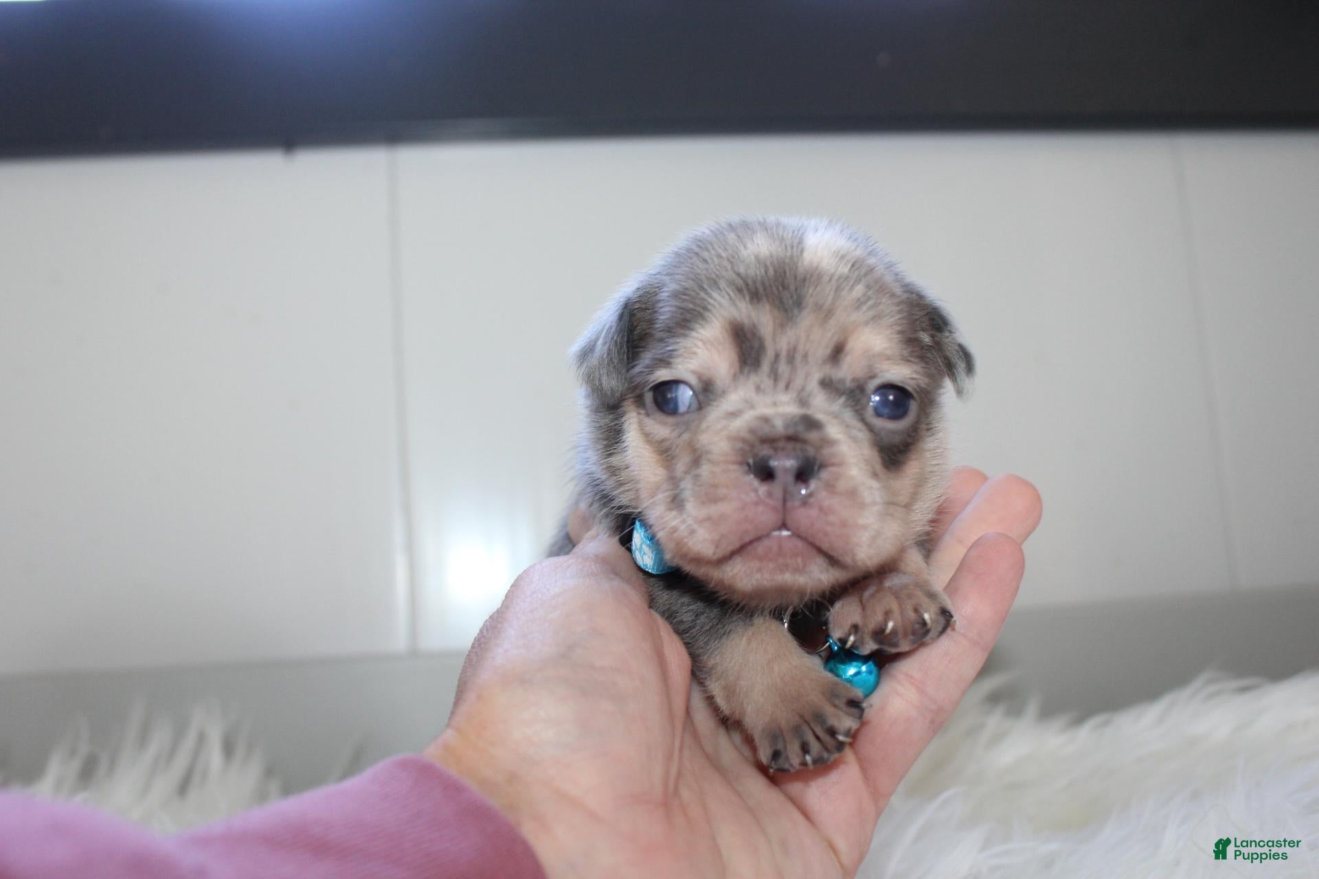 French Bulldog dogs AKC Max - Ad 1