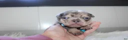 French Bulldog dogs for sale: AKC Max - Ad 1