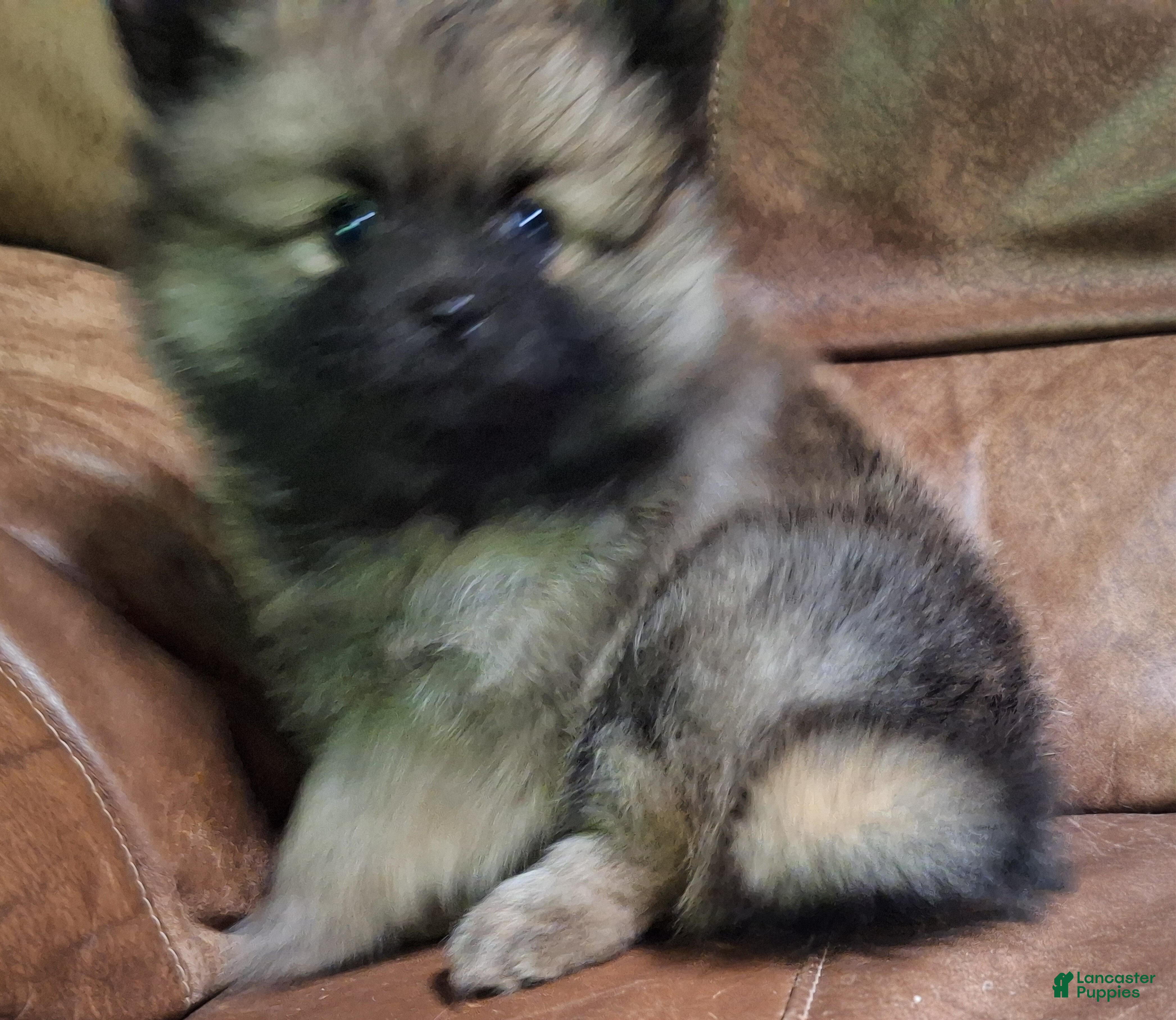 Pomeranian dogs Wolf sable female darker - Ad 2