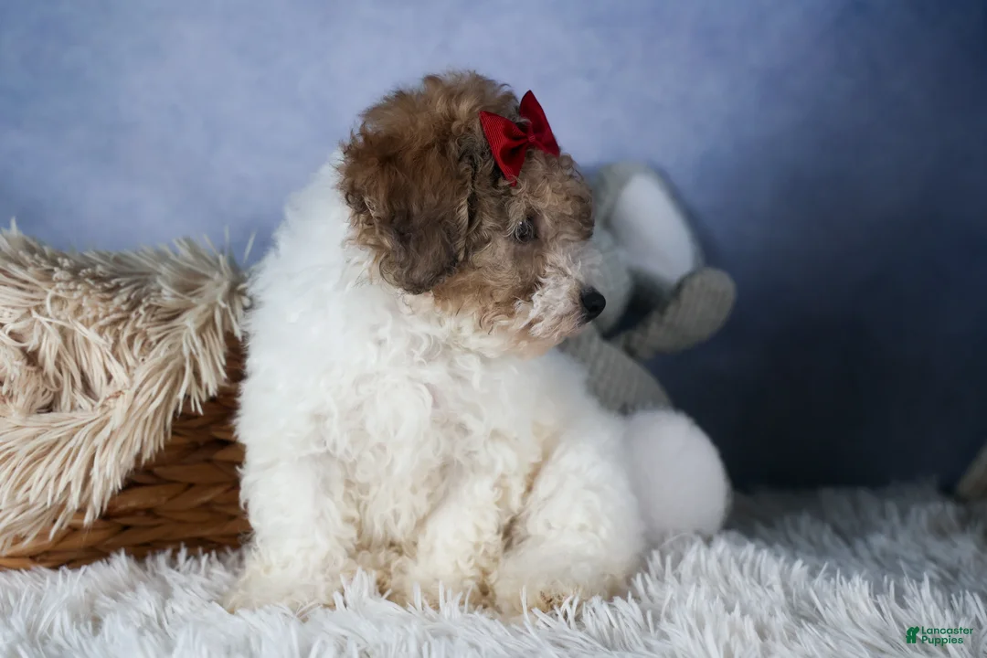 Bichpoo dogs for sale: Snickerdoodle - Ad 12