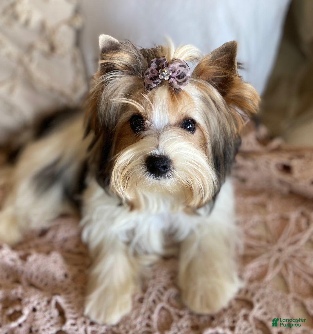 Biewer Terrier dogs for sale: Chai - Ad 12
