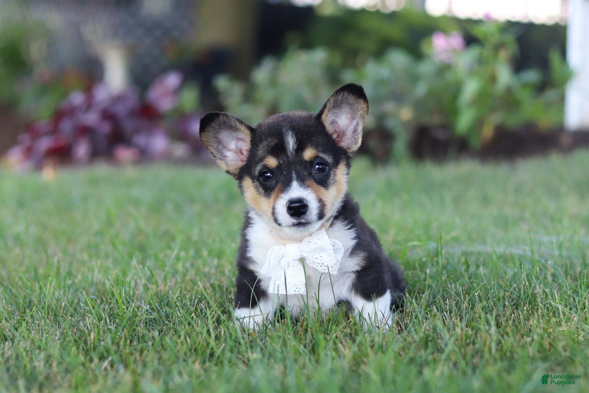 Welsh Corgi Pembroke dogs Diamond - Ad 1