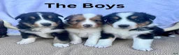 Shetland Sheepdog dogs for sale: Cody - Ad 2