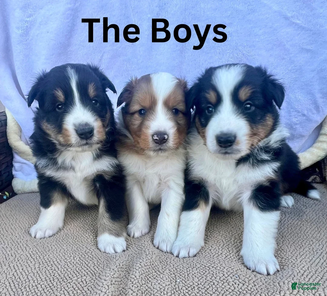 Shetland Sheepdog dogs for sale: Cody - Ad 2
