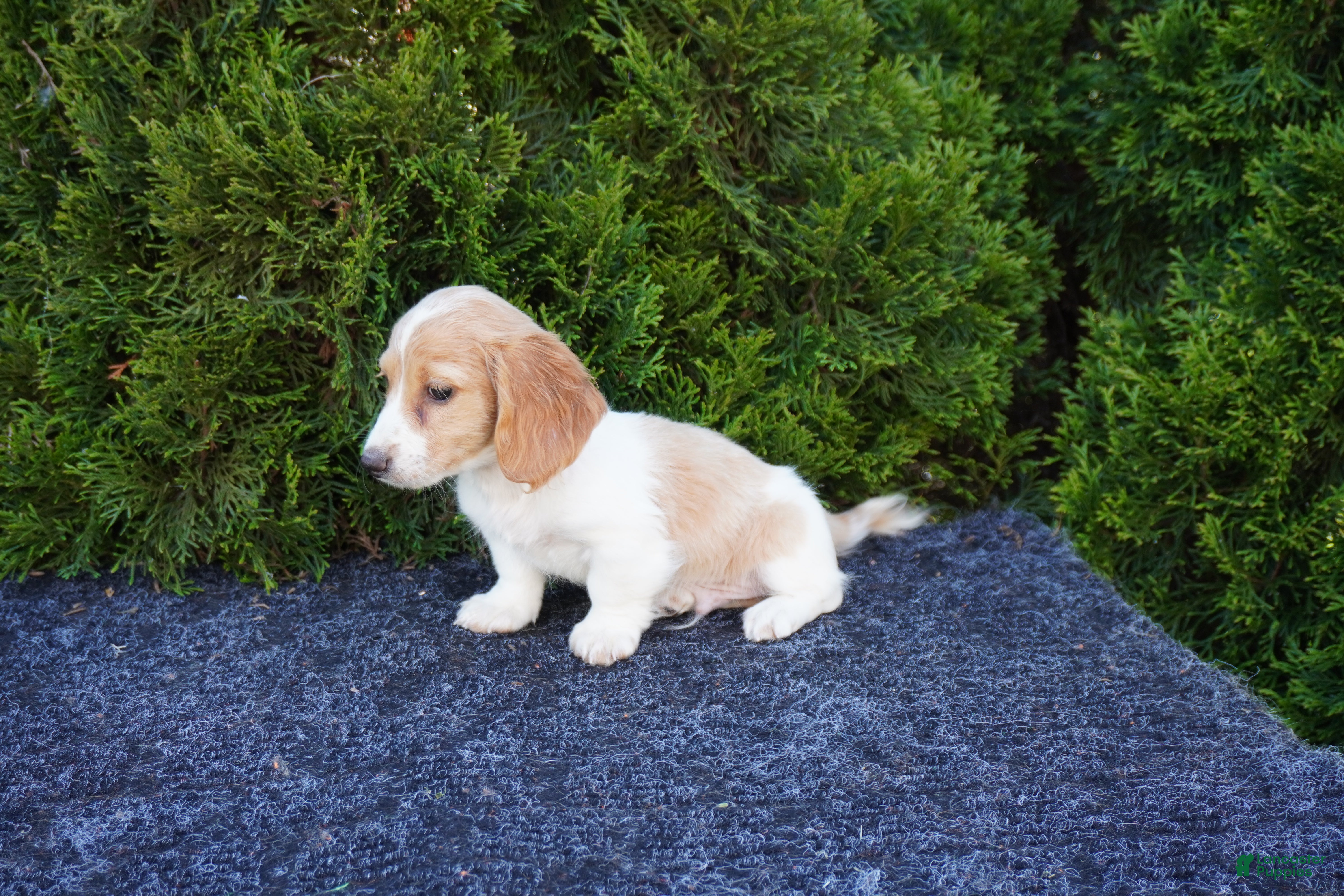 Miniature Dachshund dogs Brian - Ad 2