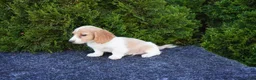 Miniature Dachshund dogs for sale: Brian - Ad 2