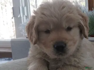 Golden Retriever dogs JOEY - CHAMPION LINE - Ad 25