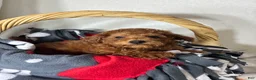 Mini Goldendoodle dogs for sale: Gabe - Ad 2