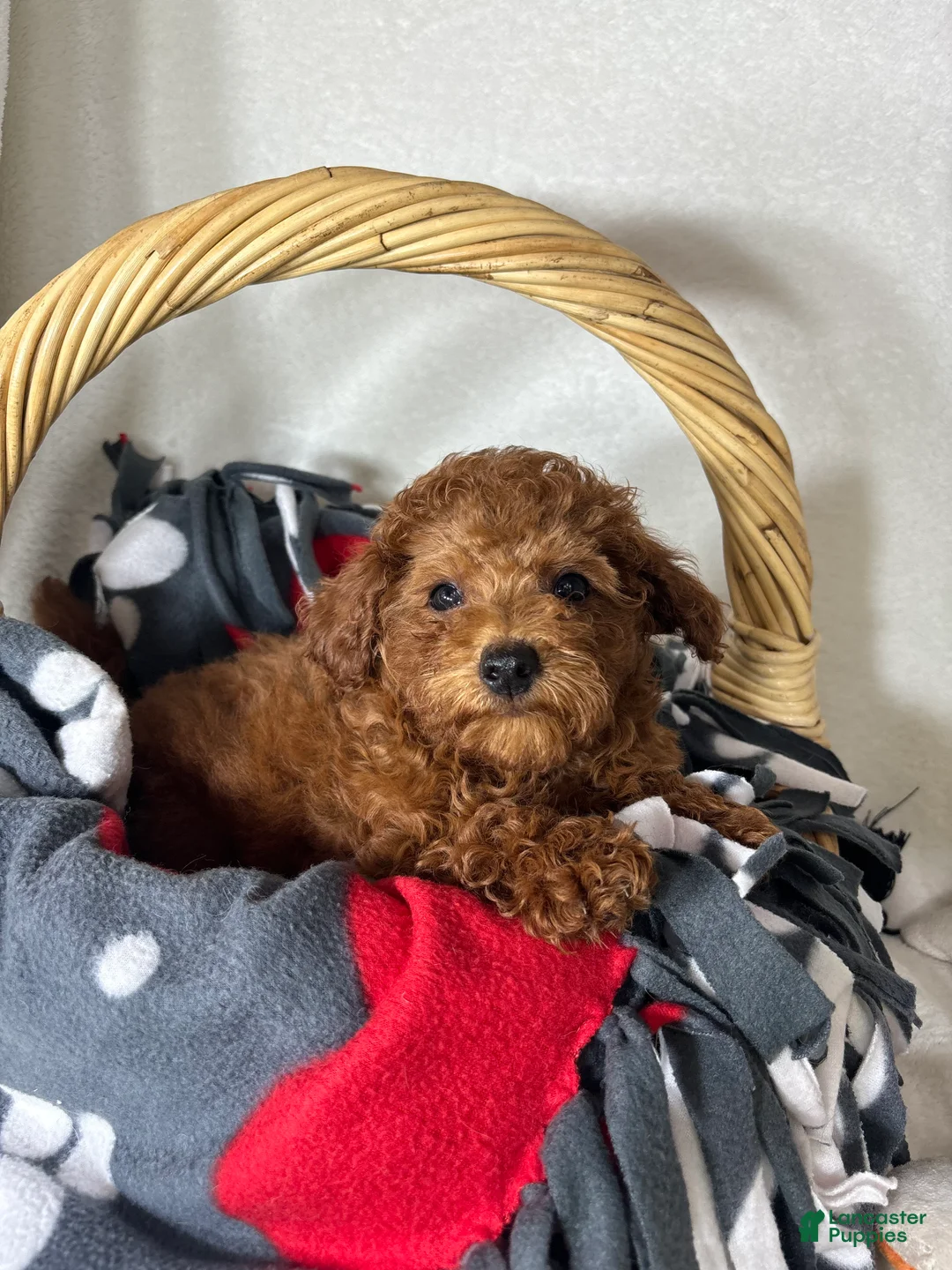 Mini Goldendoodle dogs for sale: Gabe - Ad 2