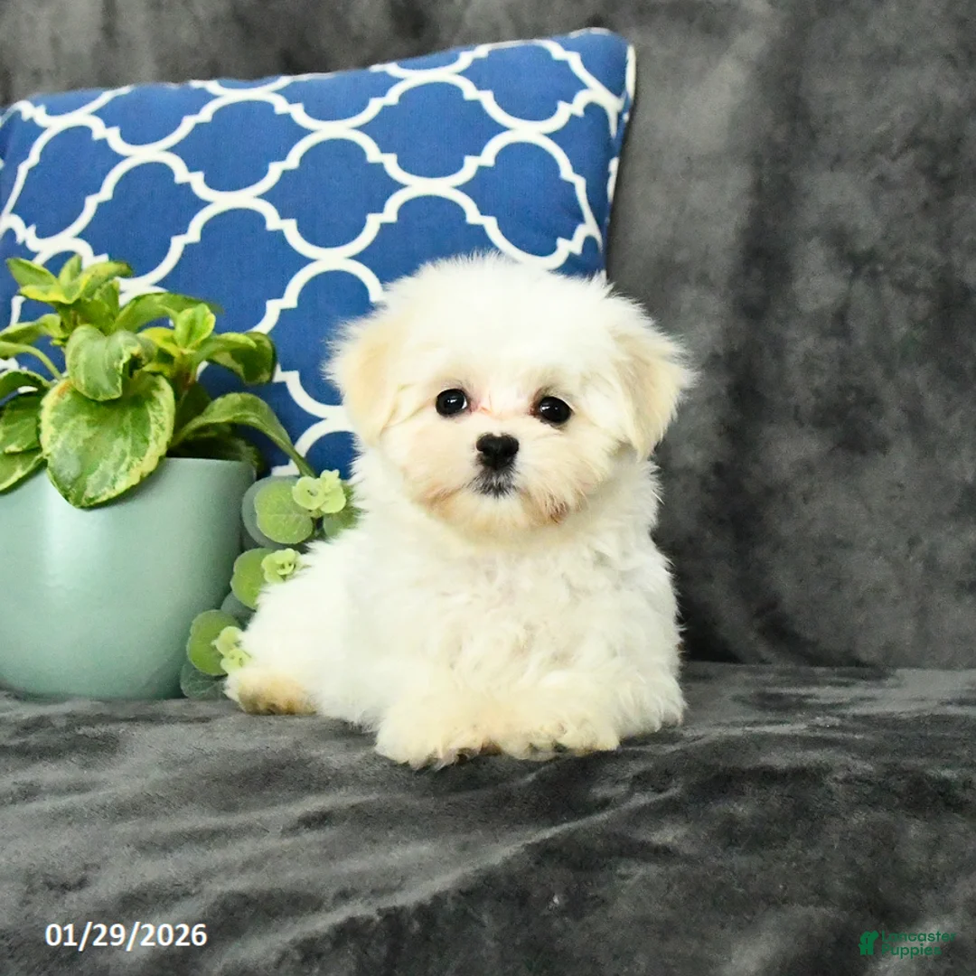 Mixed Breed dogs for sale: Daisy - Ad 4