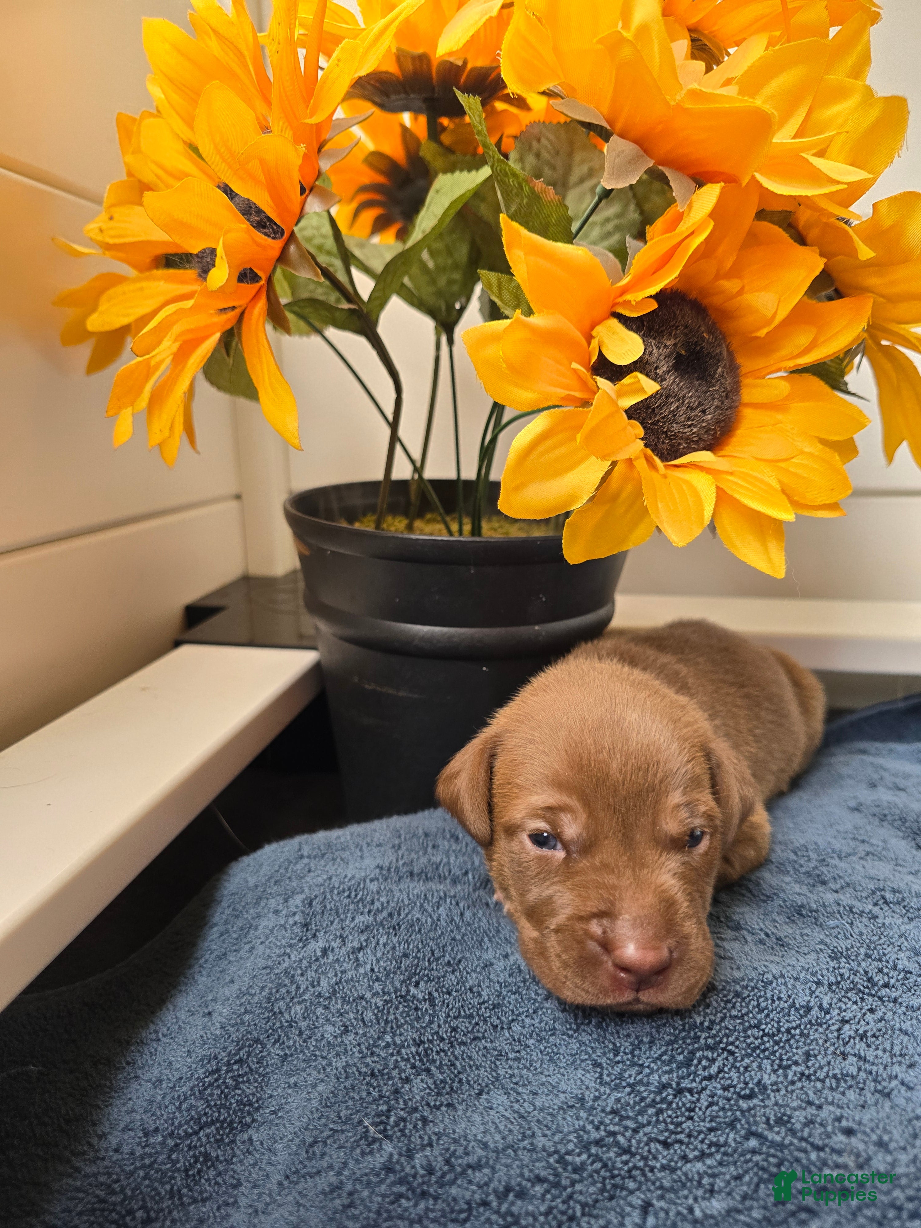 Mixed Breed dogs Simba (yellow collar) - Ad 2