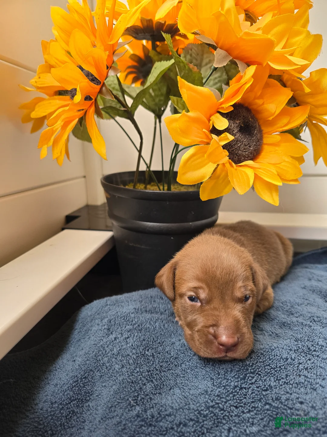 Mixed Breed dogs for sale: Simba (yellow collar) - Ad 2