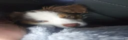 Miniature Australian Shepherd dogs for sale: Taylor - Ad 7