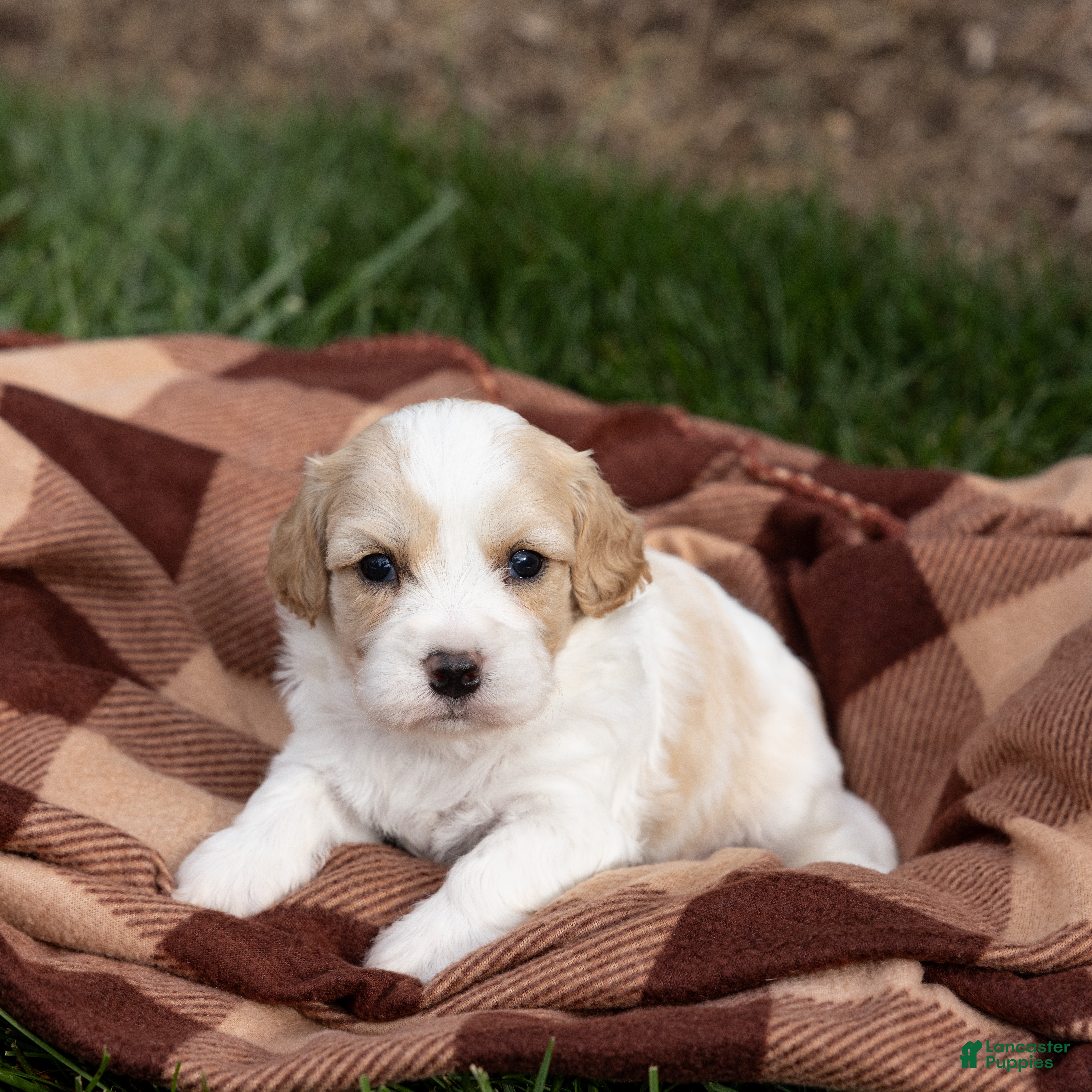 Cavachon dogs Latte - Ad 1