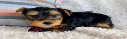Yorkshire Terrier dogs for sale: Jude - Ad 3