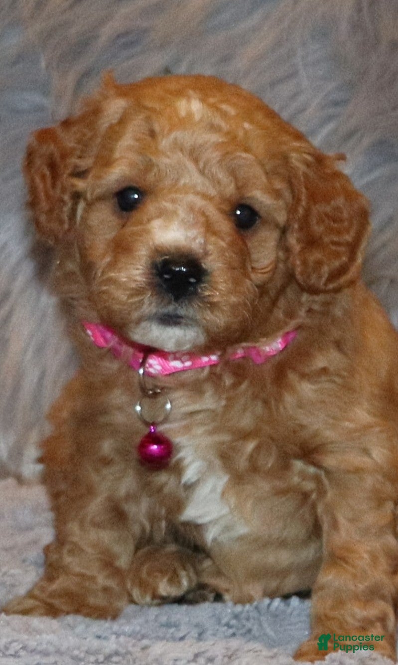 Mini Goldendoodle dogs Wanda - Ad 6