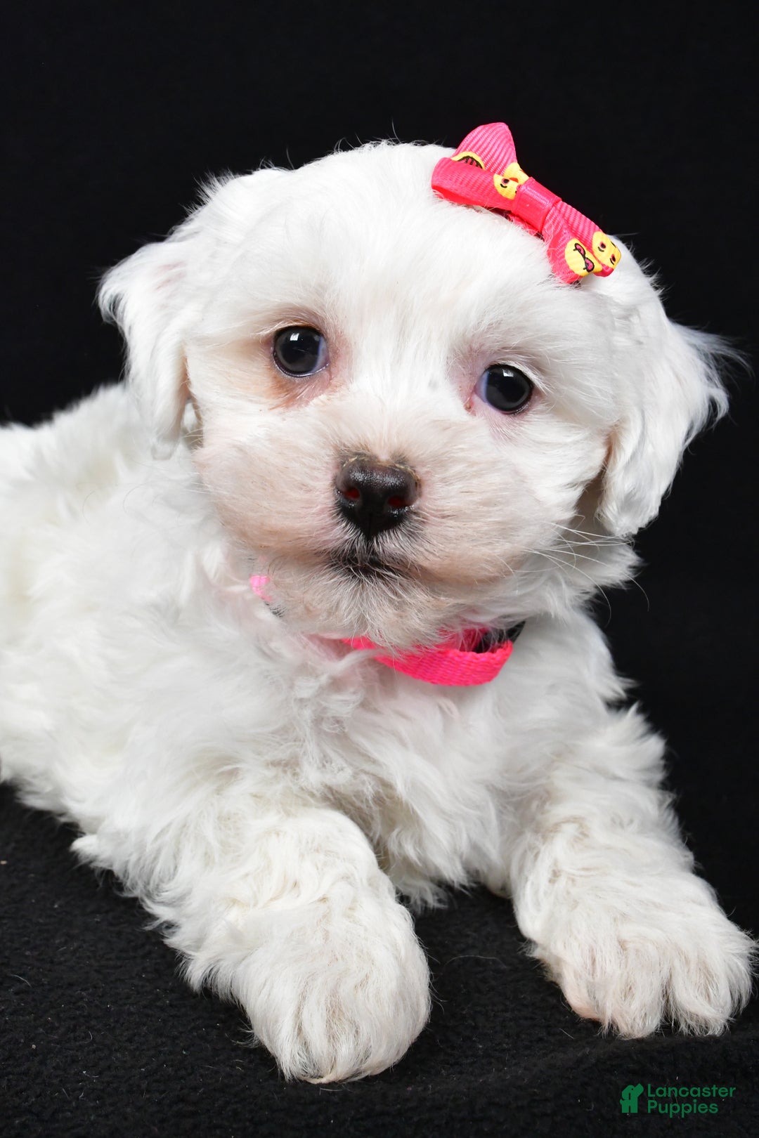 Maltipoo dogs for sale: Jane - Ad 4