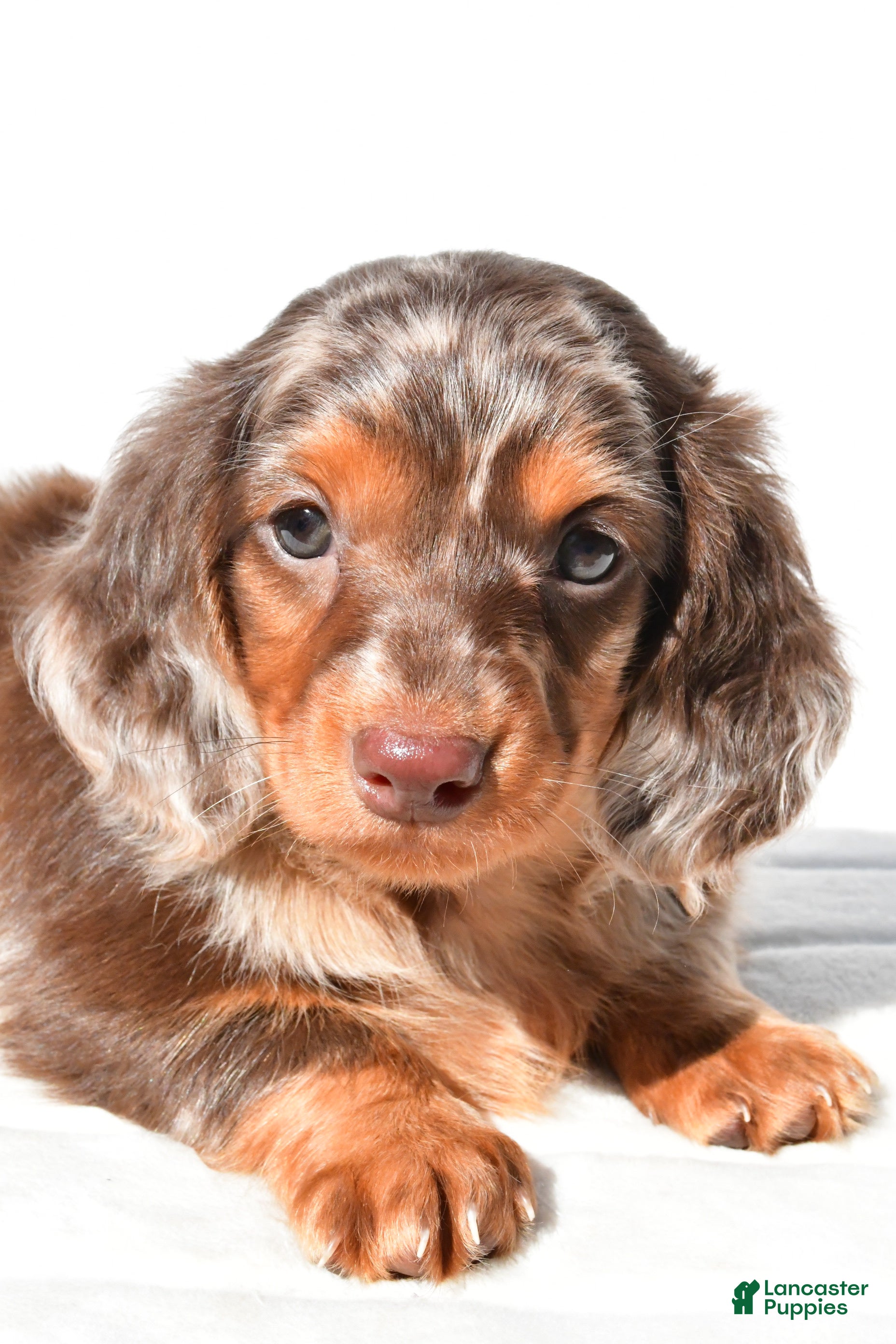 Dachshund dogs Toby - Ad 1