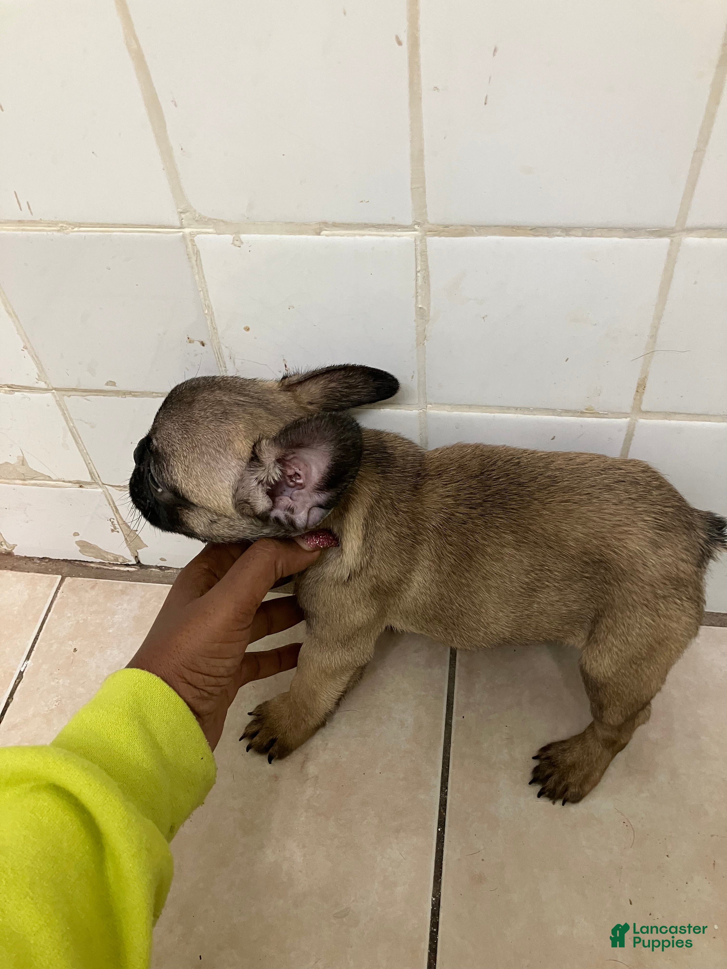 French Bulldog dogs for sale: French Bulldog 1 - Ad 2