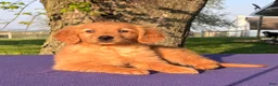 Golden Retriever dogs for sale: Melody - Ad 3