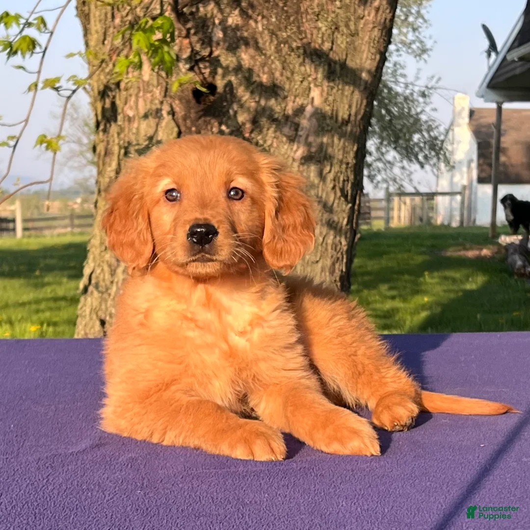 Golden Retriever dogs for sale: Melody - Ad 3