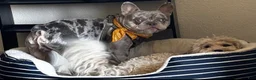 French Bulldog dogs for stud: Helios The Stud - Ad 6