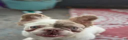 French Bulldog dogs for sale: French Bulldog Puppy 1 - Ad 3