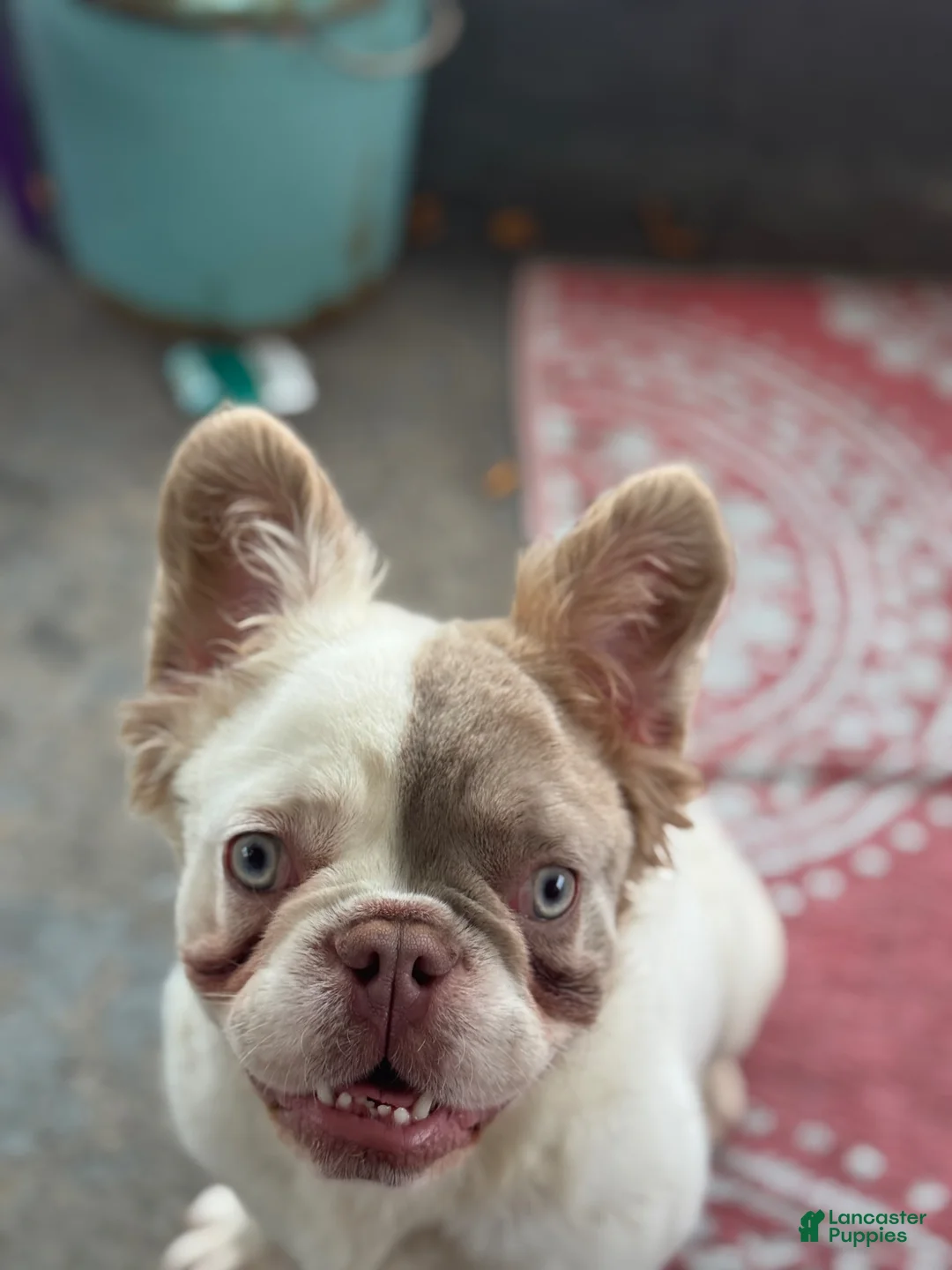 French Bulldog dogs for sale: French Bulldog Puppy 2 - Ad 2