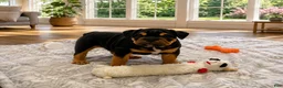 English Bulldog dogs for sale: Smoky - Ad 1