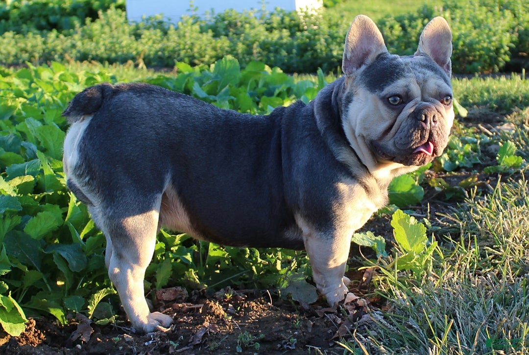 French Bulldog dogs for sale: Ava  - Ad 4