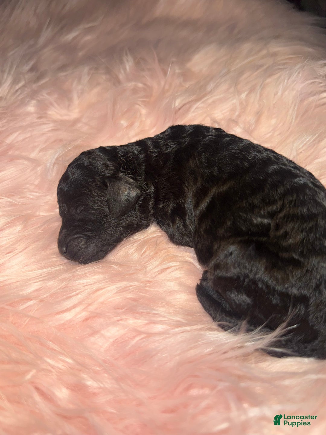 Standard Poodle dogs for sale: Standard Poodle Puppy 5 - Ad 18