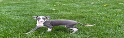 Italian Greyhound dogs for sale: Connor  - Ad 9