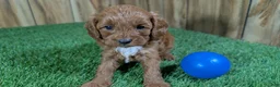 Cavapoo dogs for sale: Sadie Boy 3 - Ad 3