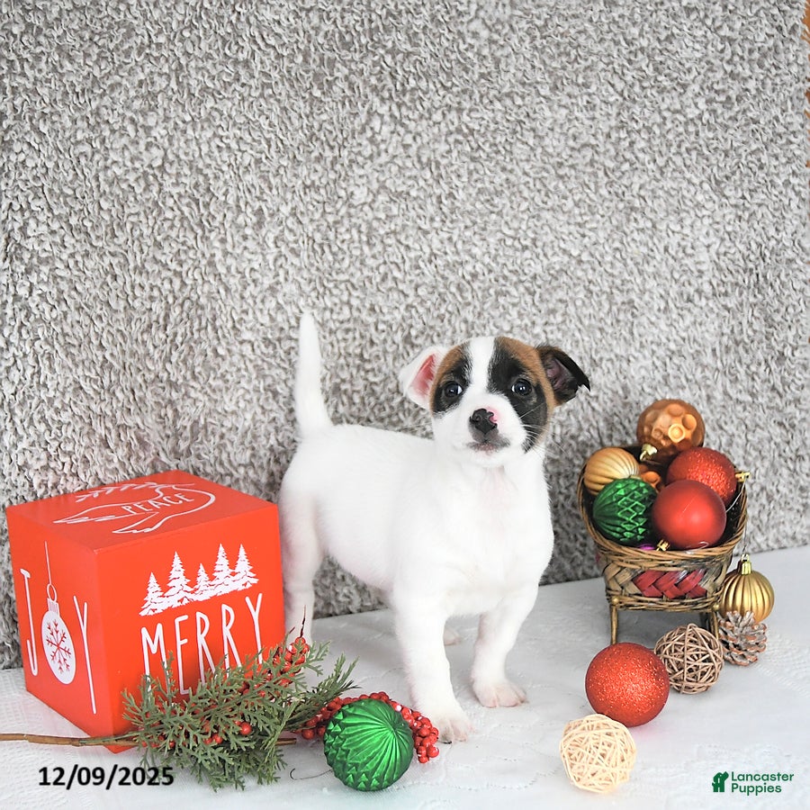 Jack Russell Terrier dogs Brently - Ad 11