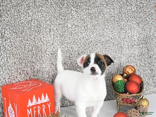Jack Russell Terrier dogs Brently - Ad 27