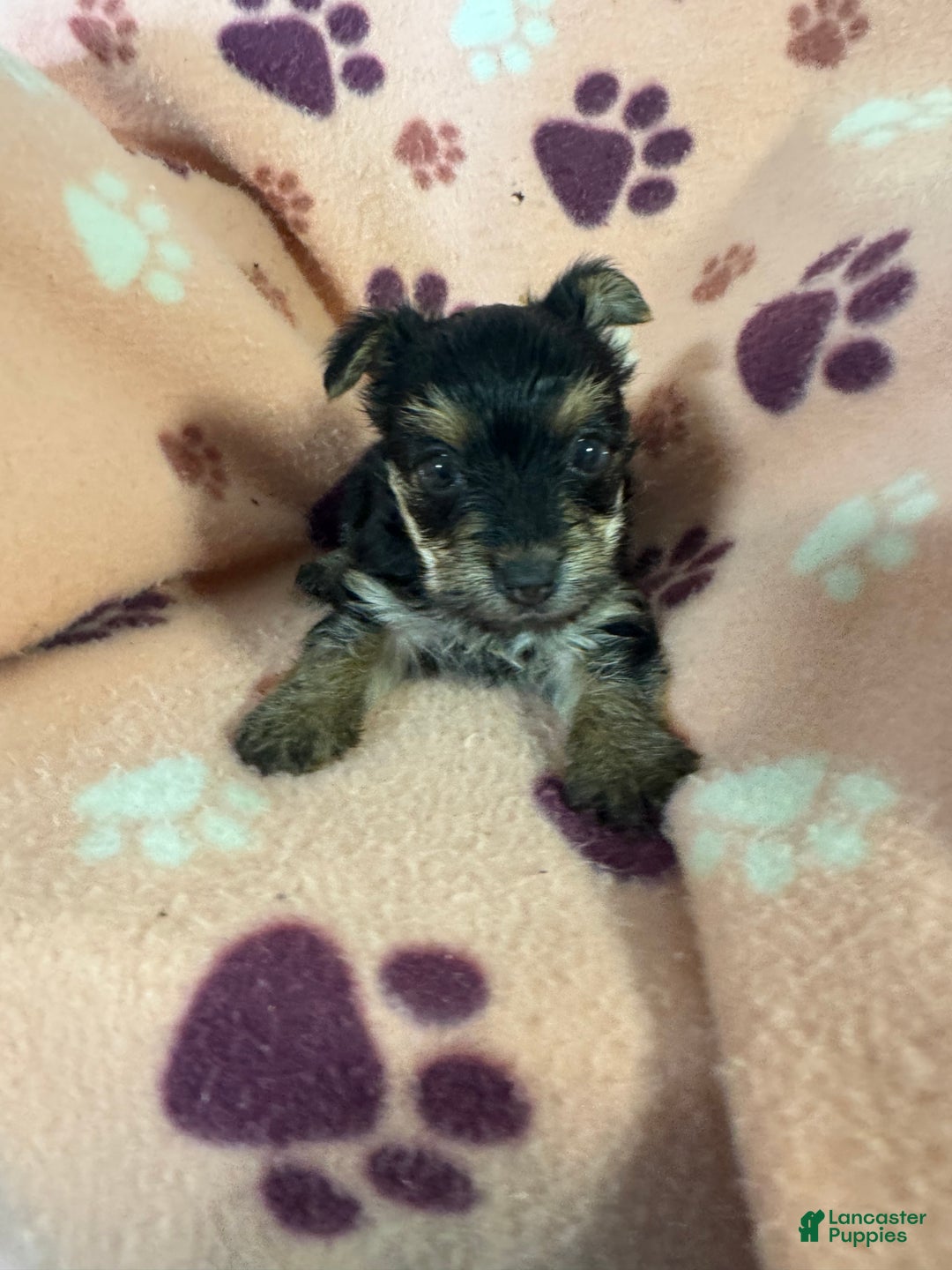 Morkie dogs for sale: Macy lulu - Ad 5