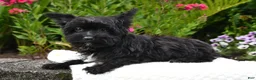 Yorkiepoo dogs for sale: Milo - Ad 5